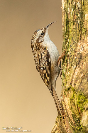Boomkruiper /  Treecreeper - Holten