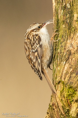 Boomkruiper /  Treecreeper - Holten