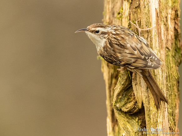 Boomkruiper /  Treecreeper - Holten