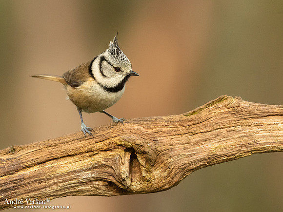 Kuifmees / Crested Tit - Holten