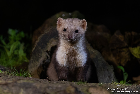 Steenmarter / Beech marten - Vledder