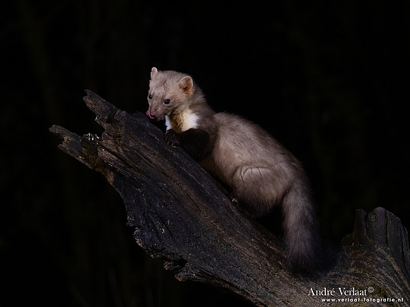 Steenmarter / Beech marten - Vledder