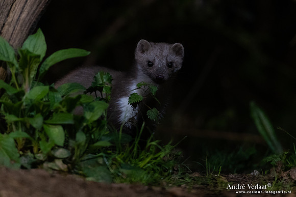 Steenmarter / Beech marten - Vledder