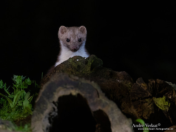 Steenmarter / Beech marten - Vledder