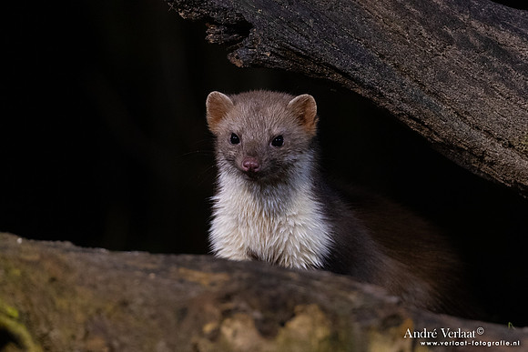 Steenmarter / Beech marten - Vledder