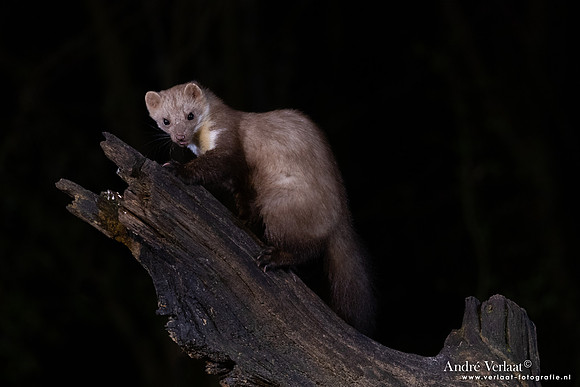 Steenmarter / Beech marten - Vledder