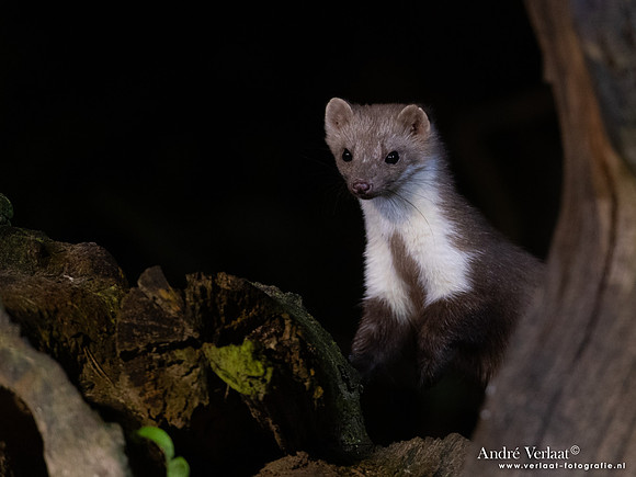 Steenmarter / Beech marten - Vledder