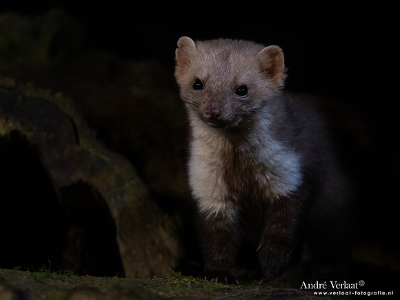 Steenmarter / Beech marten - Vledder