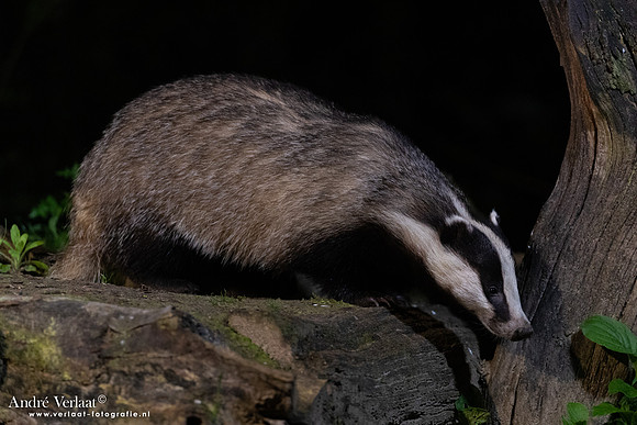 Das / Badger - Vledder