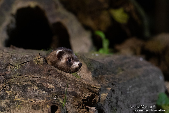 Bunzing / Polecat - Vledder