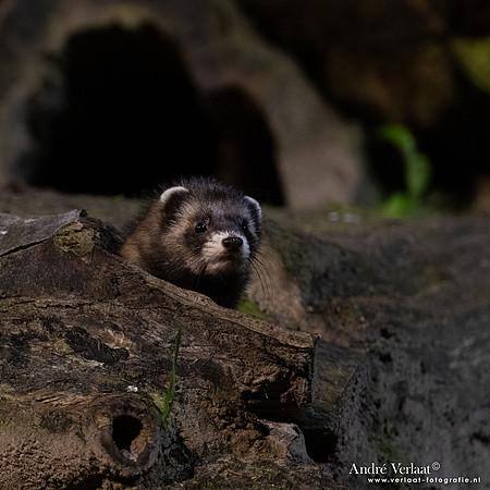 Bunzing / Polecat - Vledder
