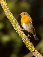 Roodborst / Robin - Lemelerberg