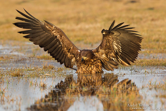 Zeearend / White-tailed Eagle - Central Poland
