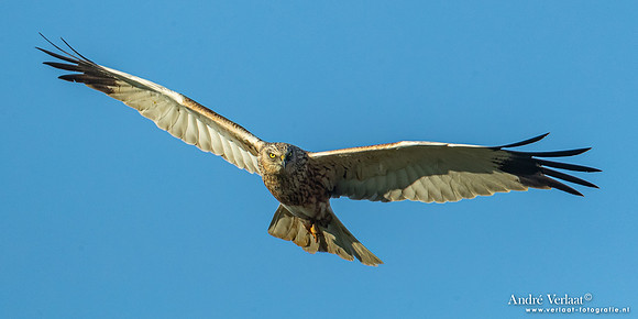 Bruine Kiekendief / Western Marsh Harrier