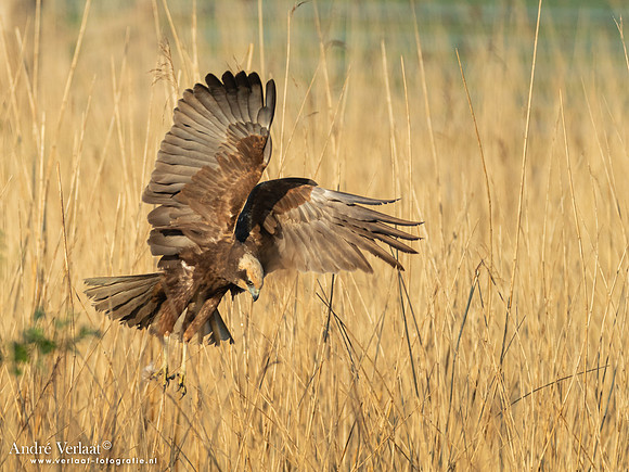 Bruine Kiekendief / Western Marsh Harrier