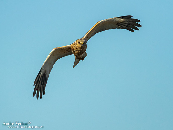 Bruine Kiekendief / Western Marsh Harrier