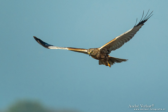 Bruine Kiekendief / Western Marsh Harrier