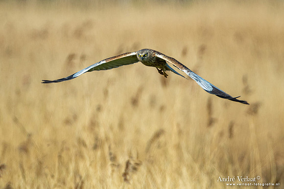 Bruine Kiekendief / Western Marsh Harrier