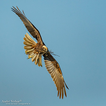 Bruine Kiekendief / Western Marsh Harrier