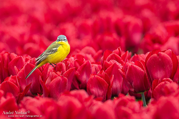 Gele Kwikstaart / Western Yellow Wagtail - Twisk