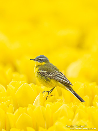 Gele Kwikstaart / Western Yellow Wagtail - Twisk