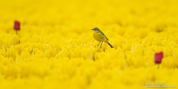 Gele Kwikstaart / Western Yellow Wagtail - Twisk