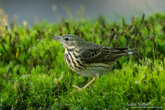 Boompieper / Tree Pipit - Oss
