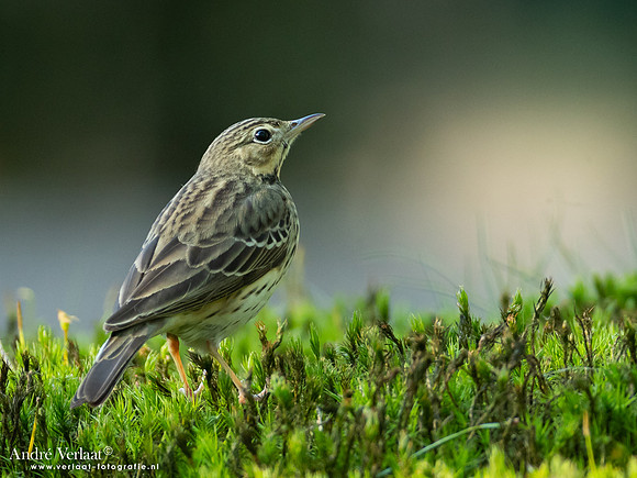 Boompieper / Tree Pipit - Oss