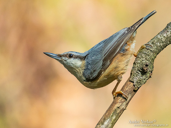 Boomklever / Nuthatch - Oss