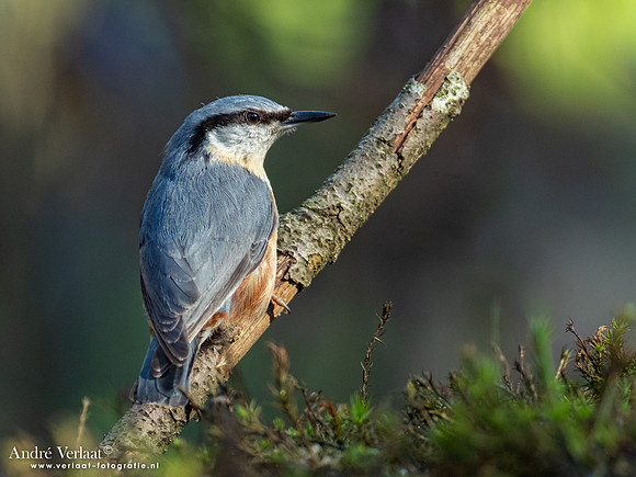 Boomklever / Nuthatch - Oss
