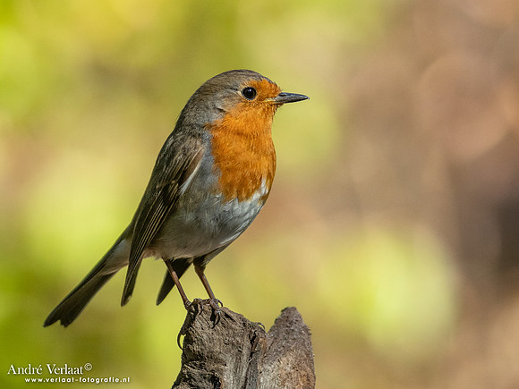 Roodborst / Robin - Oss