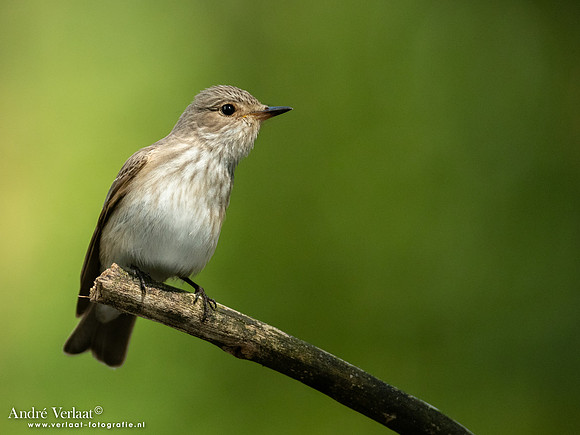 Grauwe Vliegenvanger / Spotted Flycatcher - Oss