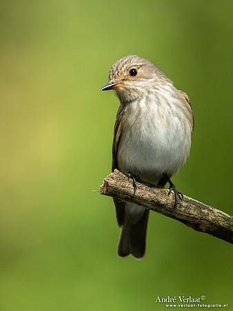 Grauwe Vliegenvanger / Spotted Flycatcher - Oss