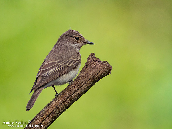 Grauwe Vliegenvanger / Spotted Flycatcher - Oss