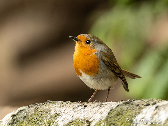 Roodborst / Robin - Oss