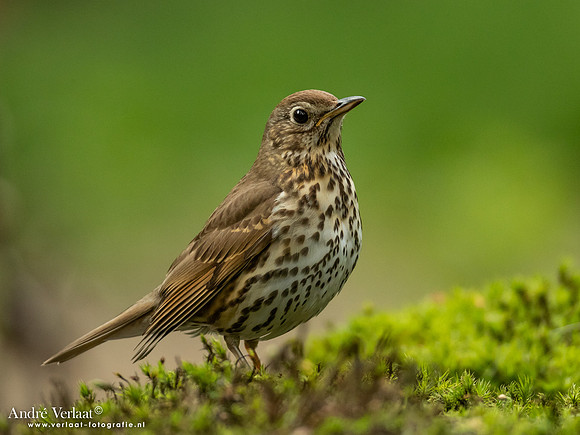 Zanglijster / Song Thrush - Oss
