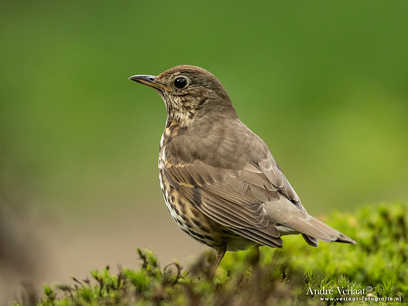 Zanglijster / Song Thrush - Oss