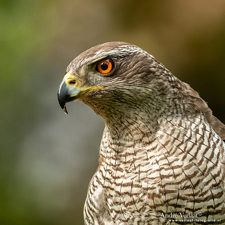 Havik / Northern Goshawk - Oss
