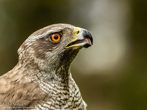 Havik / Northern Goshawk - Oss