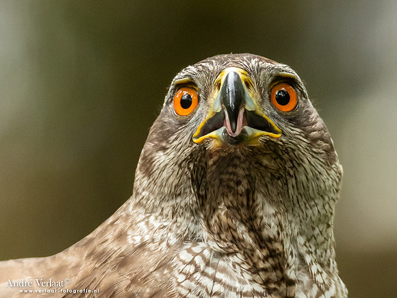 Havik / Northern Goshawk - Oss