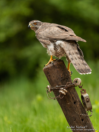 Havik / Northern Goshawk - Oss
