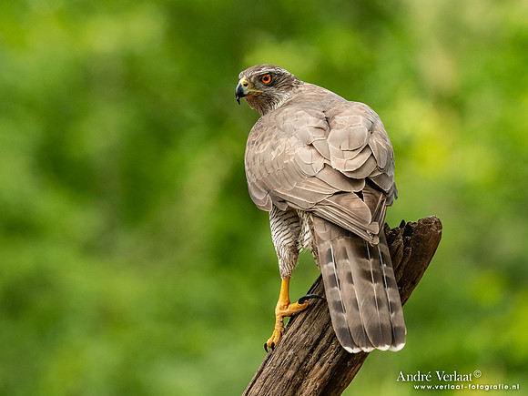 Havik / Northern Goshawk - Oss