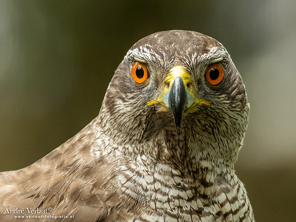 Havik / Northern Goshawk - Oss