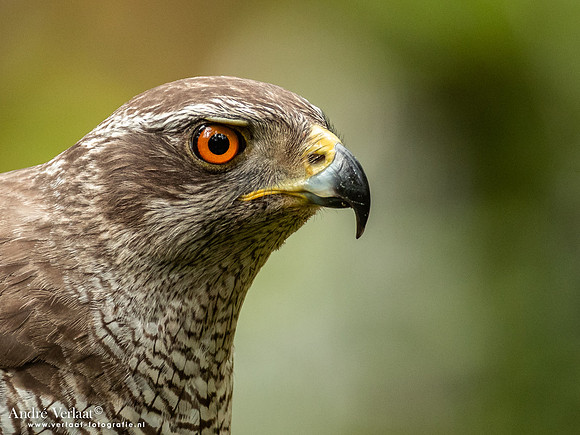 Havik / Northern Goshawk - Oss
