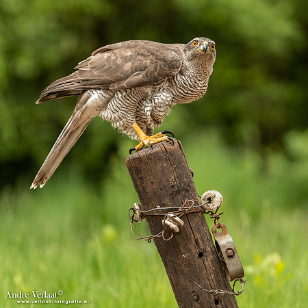 Havik / Northern Goshawk - Oss