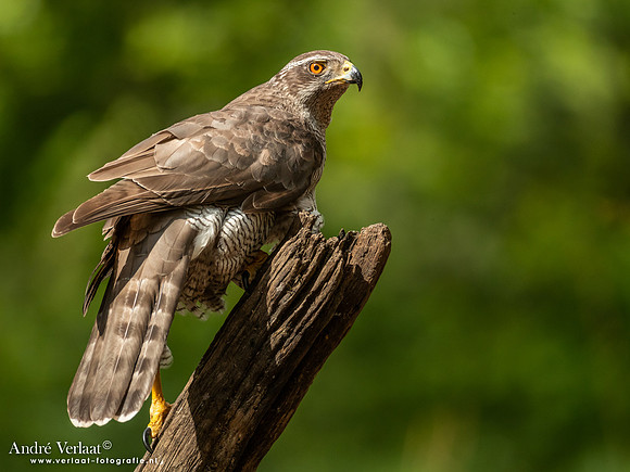 Havik / Northern Goshawk - Oss
