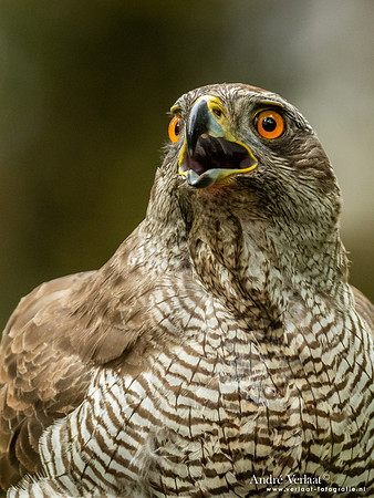 Havik / Northern Goshawk - Oss