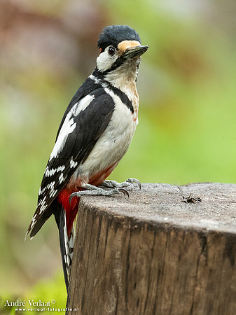 Grote Bonte Specht / Great Spotted Woodpecker - Oss