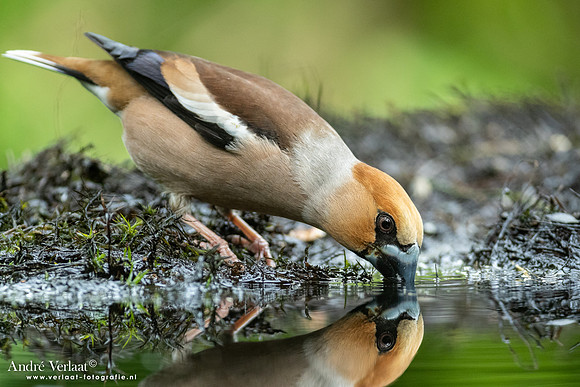 Appelvink / Hawfinch - Oss