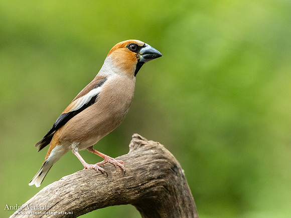 Appelvink / Hawfinch - Oss